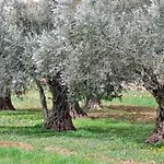 A Casa Di Olivo