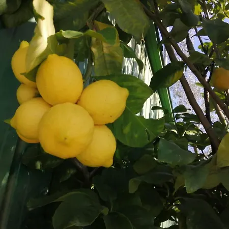 A Casa Di Olivo קסטלנואובו מגרה