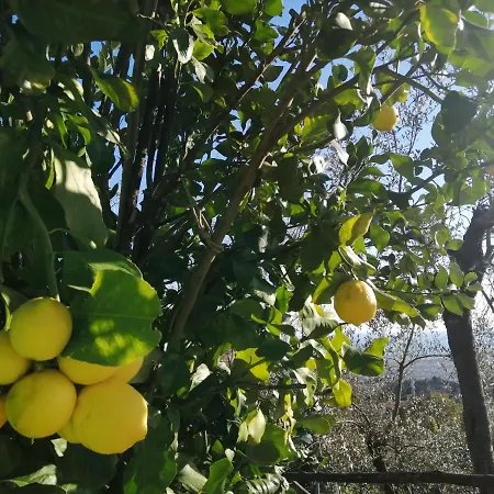 וילה A Casa Di Olivo קסטלנואובו מגרה