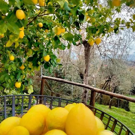 A Casa Di Olivo Villa Castelnuovo Magra