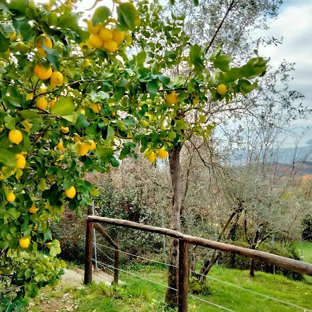 A Casa Di Olivo קסטלנואובו מגרה