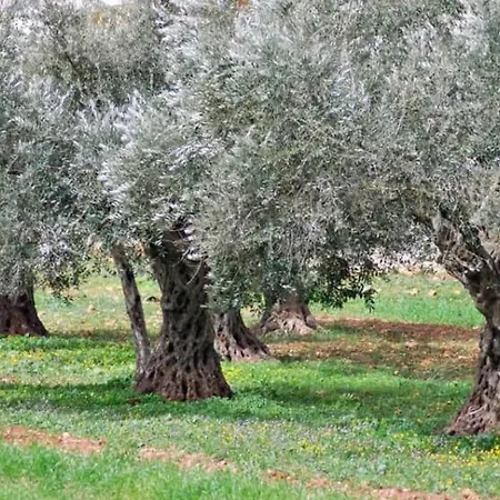A Casa Di Olivo