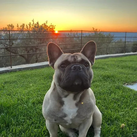 A Casa Di Olivo Villa