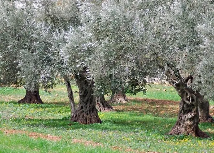 A Casa Di Olivo